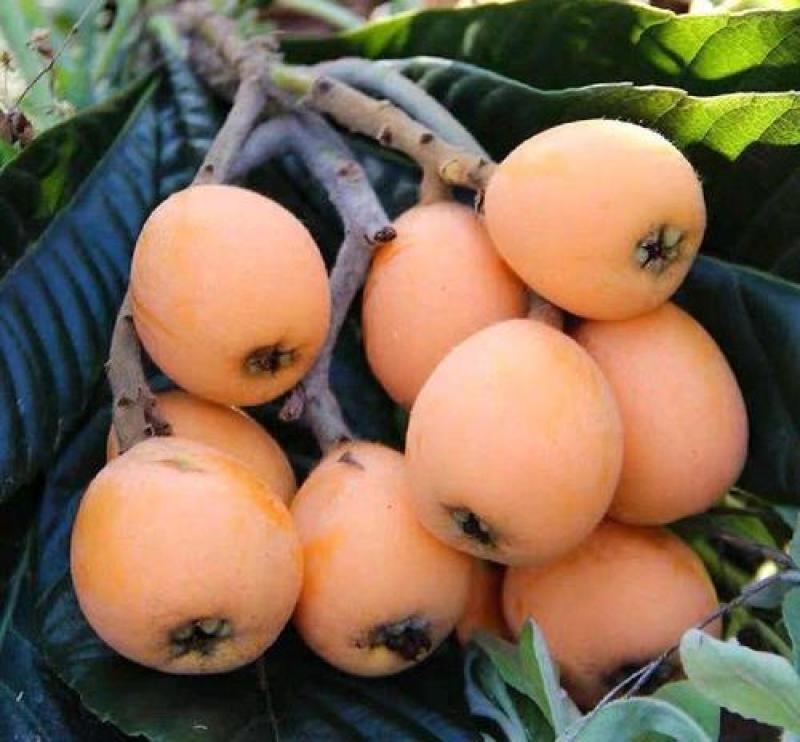 正宗枇杷种子优质枇杷种子当年新采的枇杷种子果树种子