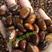 正宗枇杷种子优质枇杷种子当年新采的枇杷种子果树种子
