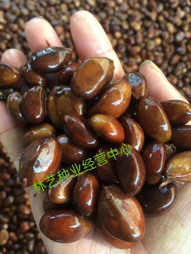 正宗枇杷种子优质枇杷种子当年新采的枇杷种子果树种子