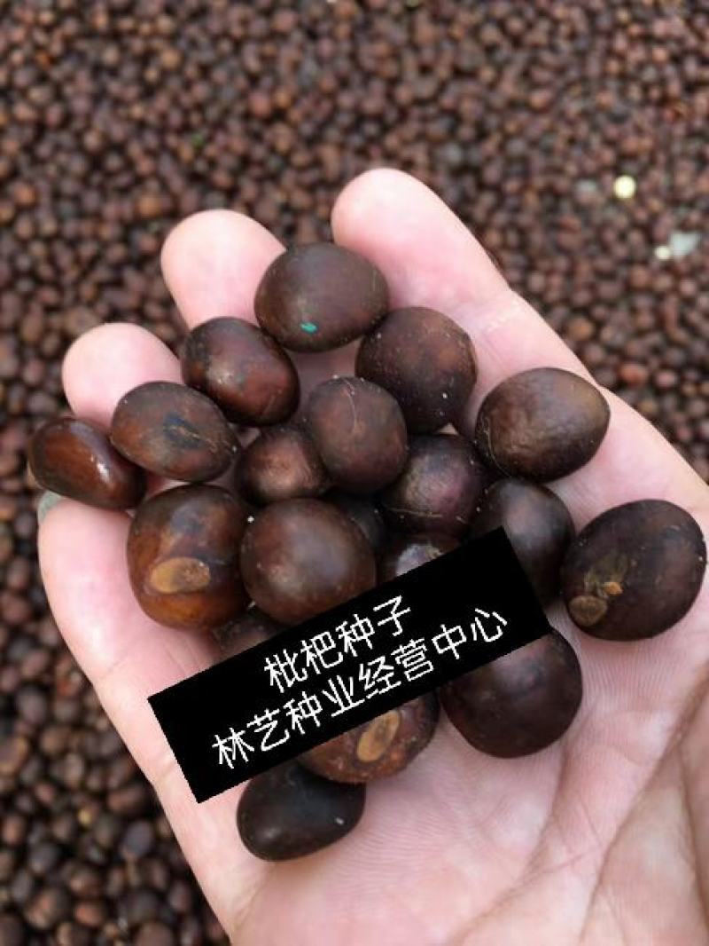 正宗枇杷种子优质枇杷种子当年新采的枇杷种子果树种子