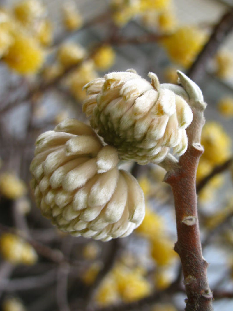 结香花种子打结花三叉木瑞香科庭院盆栽花卉观花打结树黄瑞香