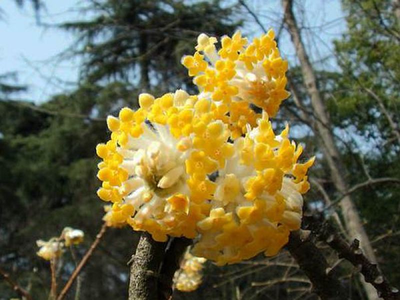 结香花种子打结花三叉木瑞香科庭院盆栽花卉观花打结树黄瑞香