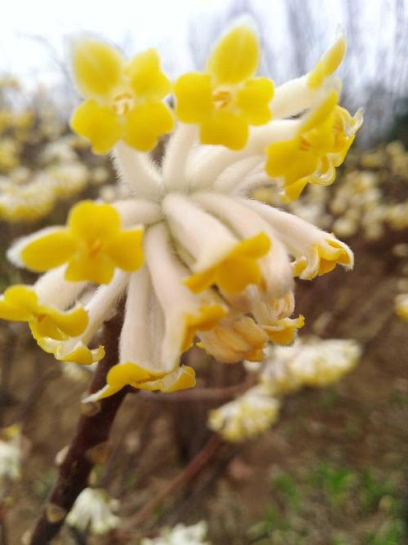 结香花种子打结花三叉木瑞香科庭院盆栽花卉观花打结树黄瑞香