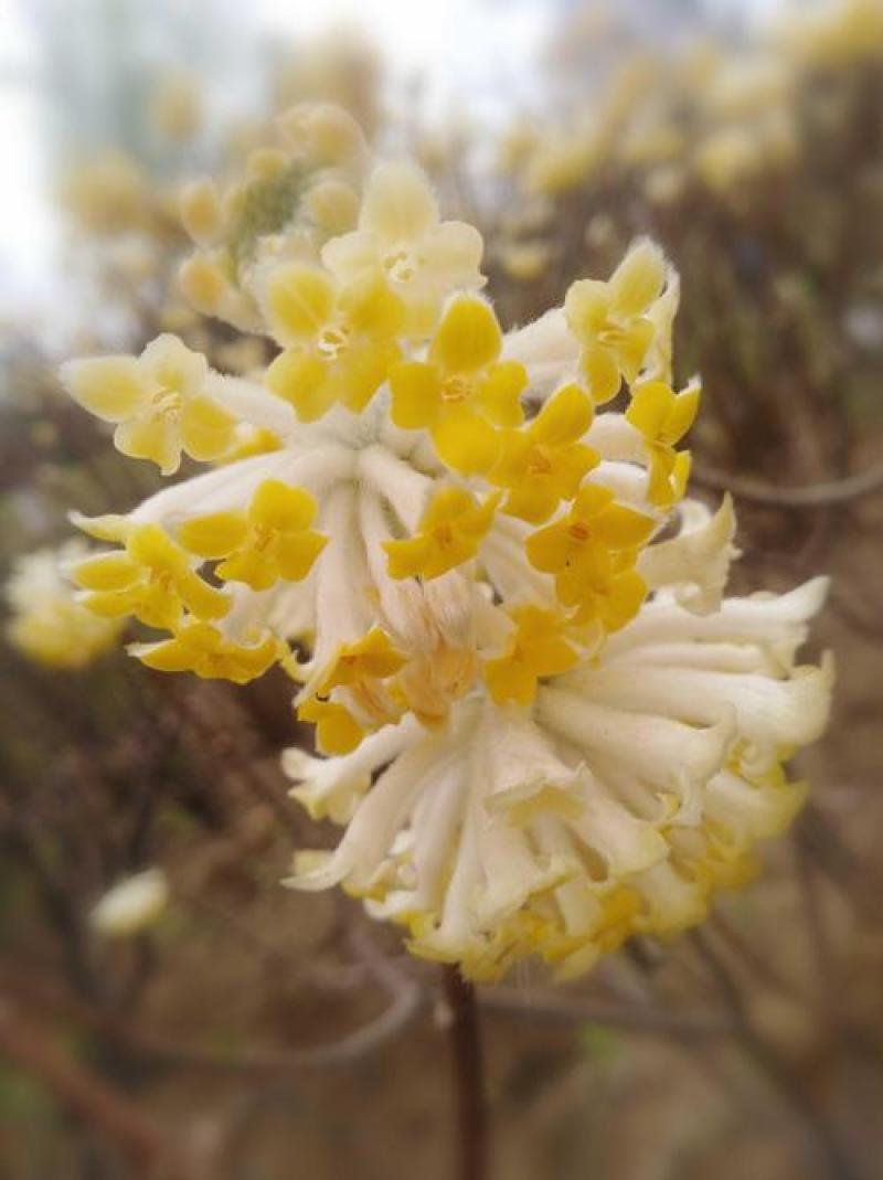 结香花种子打结花三叉木瑞香科庭院盆栽花卉观花打结树黄瑞香