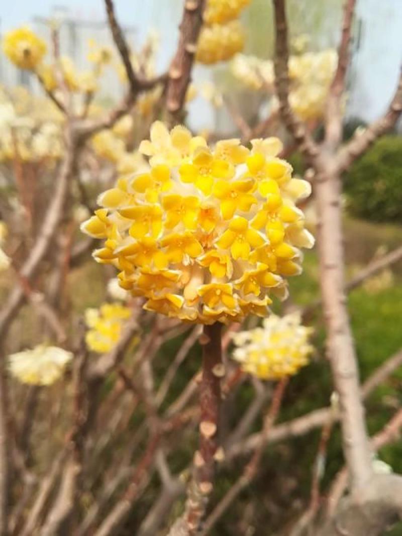 结香花种子打结花三叉木瑞香科庭院盆栽花卉观花打结树黄瑞香