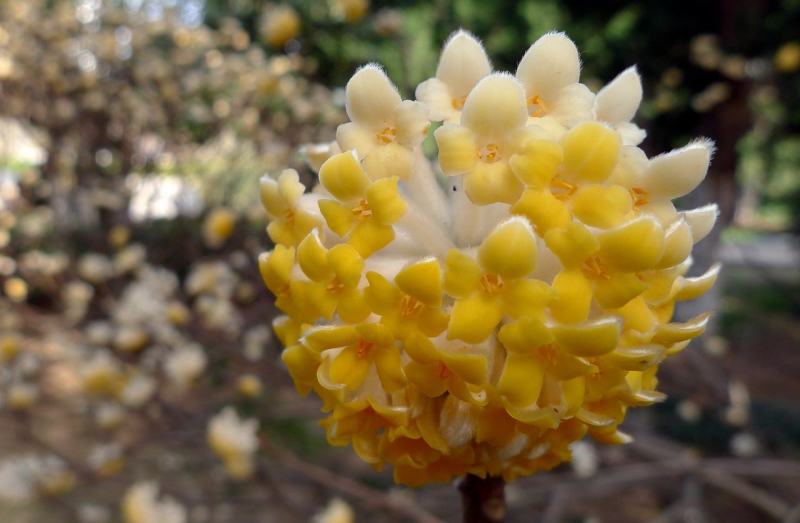结香花种子打结花三叉木瑞香科庭院盆栽花卉观花打结树黄瑞香