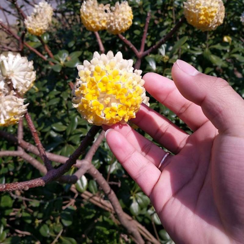 结香花种子打结花三叉木瑞香科庭院盆栽花卉观花打结树黄瑞香