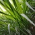 新型皇竹草种子南方北方四季播多年生高产牧草饲养牛羊鹅养鱼
