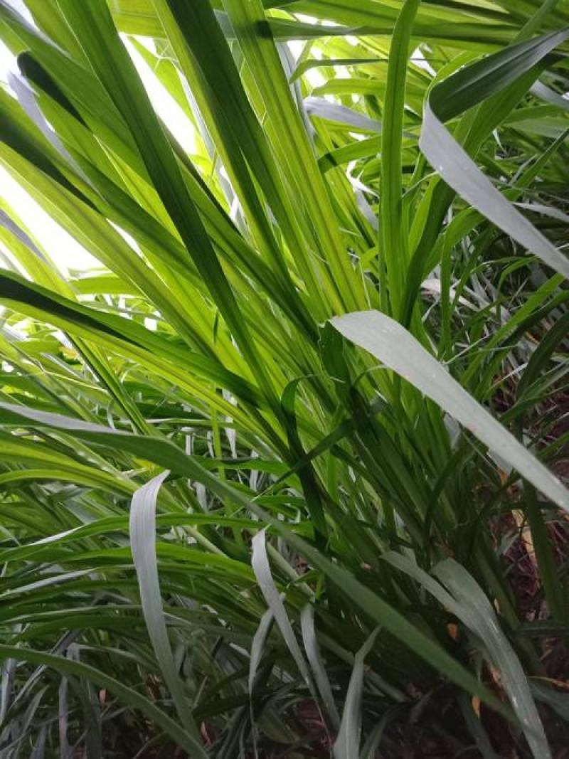 新型皇竹草种子南方北方四季播多年生高产牧草饲养牛羊鹅养鱼