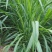 新型皇竹草种子南方北方四季播多年生高产牧草饲养牛羊鹅养鱼