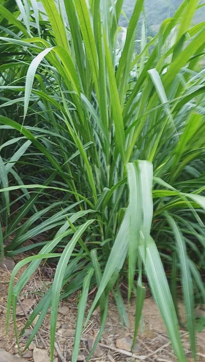 新型皇竹草种子南方北方四季播多年生高产牧草饲养牛羊鹅养鱼