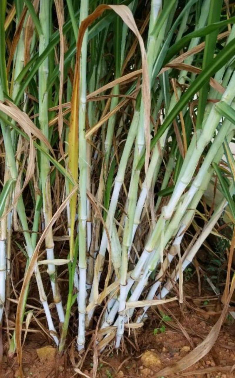 新型皇竹草种子南方北方四季播多年生高产牧草饲养牛羊鹅养鱼