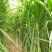 新型皇竹草种子南方北方四季播多年生高产牧草饲养牛羊鹅养鱼