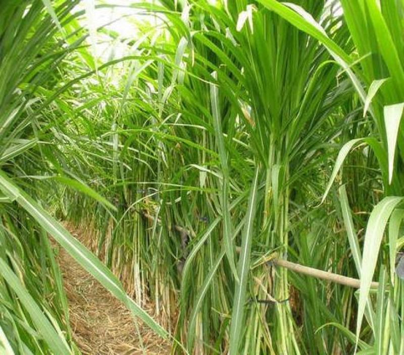新型皇竹草种子南方北方四季播多年生高产牧草饲养牛羊鹅养鱼