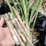 新型皇竹草种子南方北方四季播多年生高产牧草饲养牛羊鹅养鱼