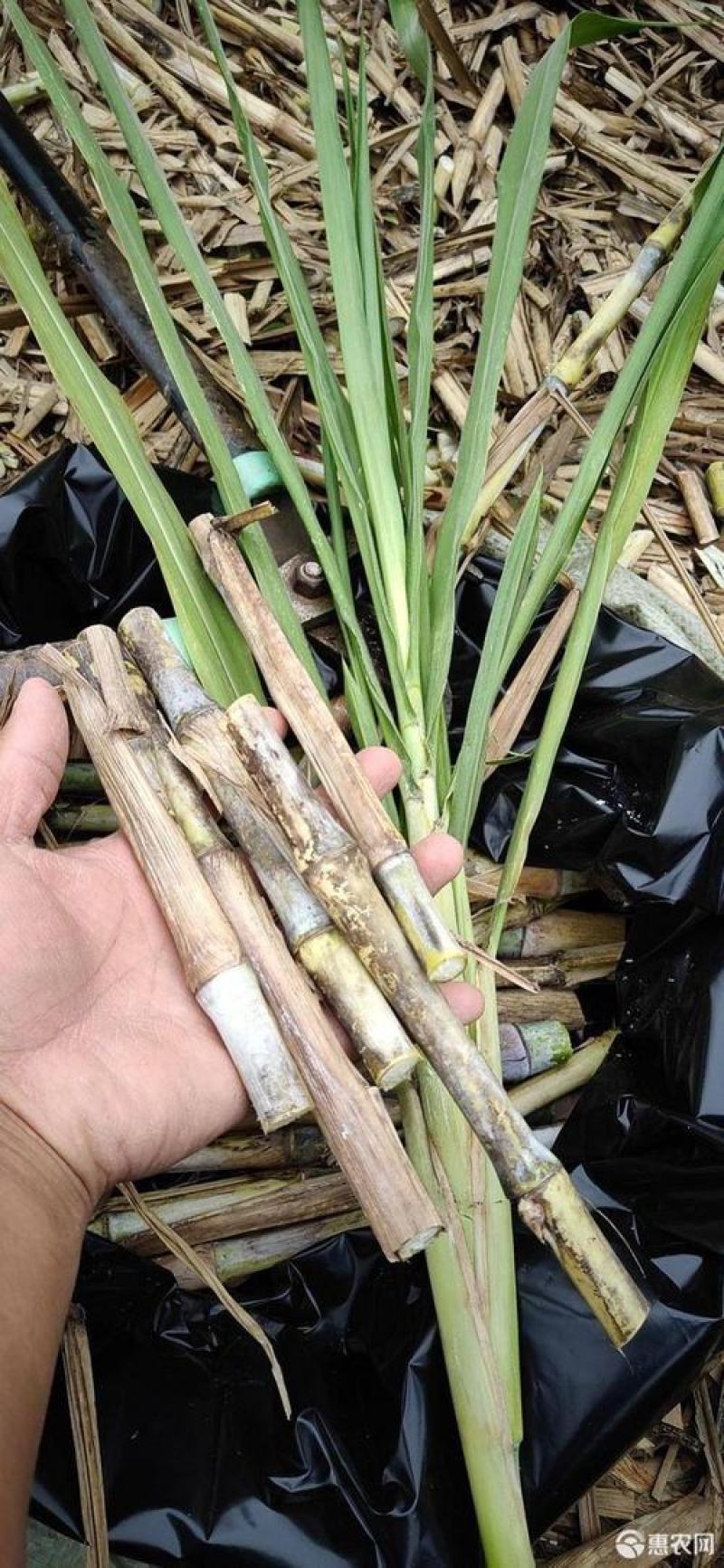 新型皇竹草种子南方北方四季播多年生高产牧草饲养牛羊鹅养鱼
