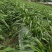 新型皇竹草种子南方北方四季播多年生高产牧草饲养牛羊鹅养鱼