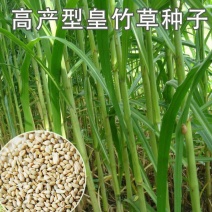 新型皇竹草种子南方北方四季播多年生高产牧草饲养牛羊鹅养鱼