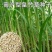 新型皇竹草种子南方北方四季播多年生高产牧草饲养牛羊鹅养鱼
