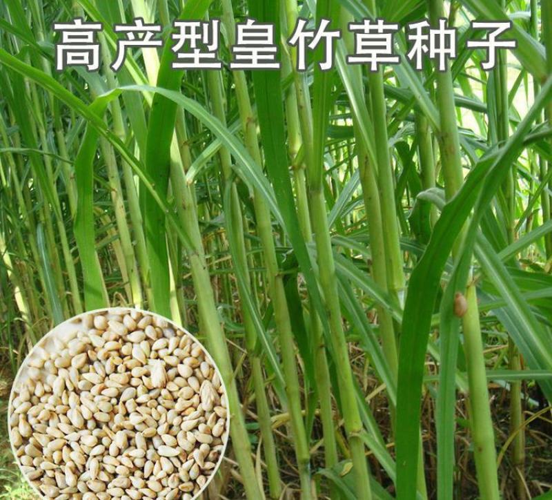 新型皇竹草种子南方北方四季播多年生高产牧草饲养牛羊鹅养鱼