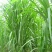 新型皇竹草种子南方北方四季播多年生高产牧草饲养牛羊鹅养鱼