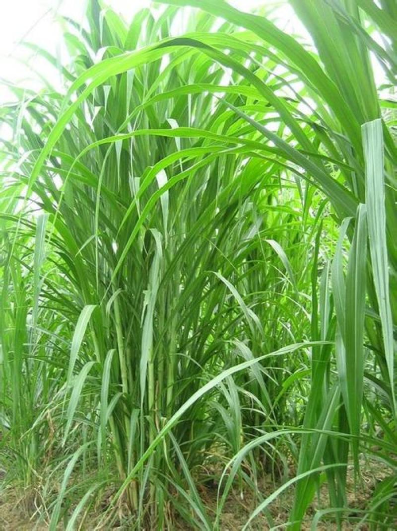 新型皇竹草种子南方北方四季播多年生高产牧草饲养牛羊鹅养鱼