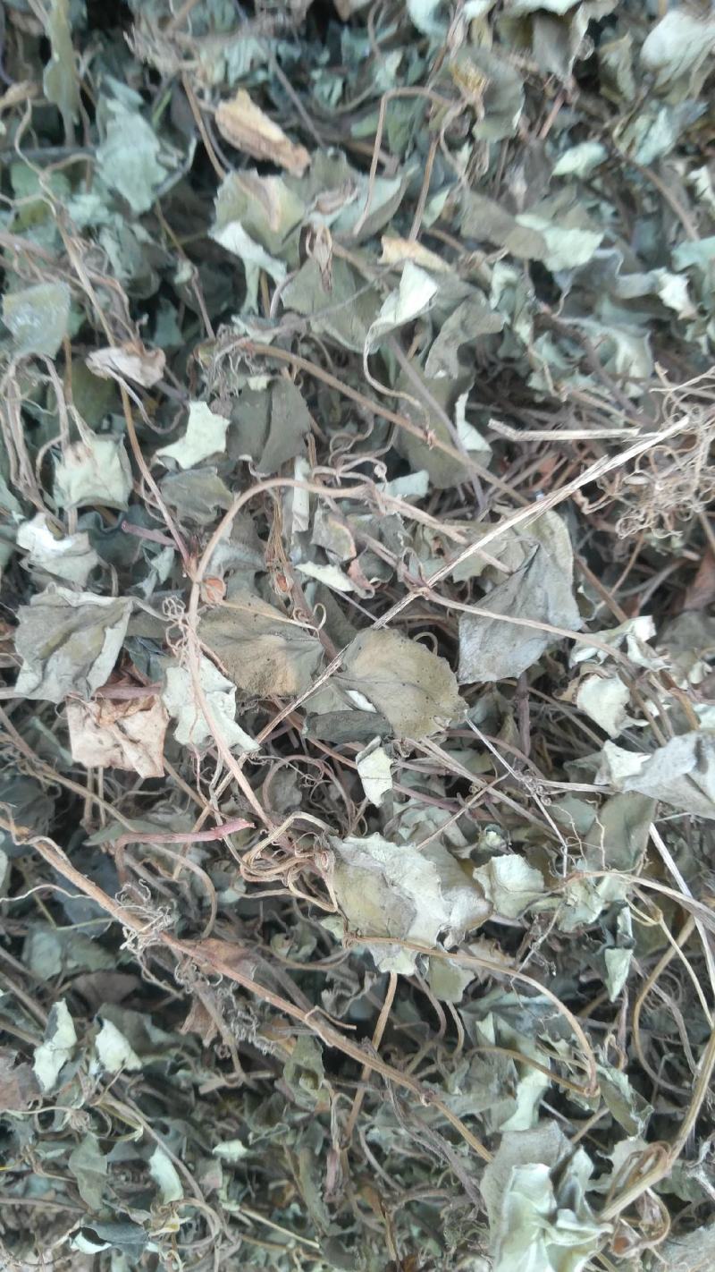 金钱草，四川地产野生大叶金钱草，筛选去杂干度好无霉