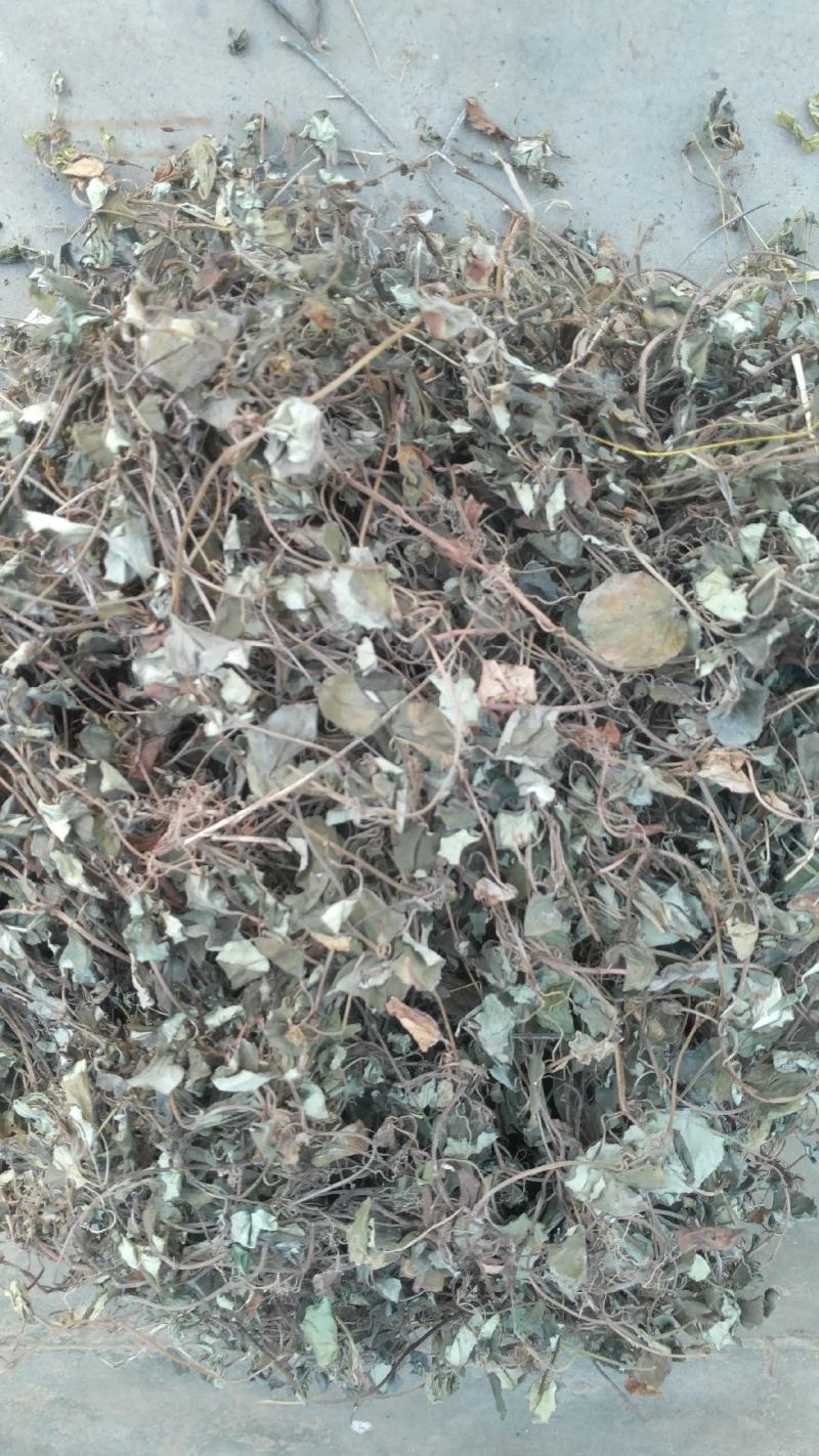 金钱草，四川地产野生大叶金钱草，筛选去杂干度好无霉