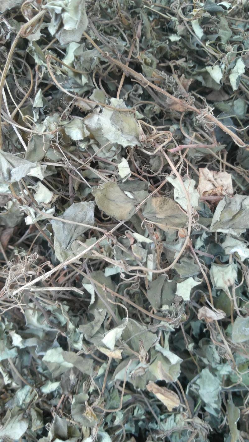 金钱草，四川地产野生大叶金钱草，筛选去杂干度好无霉