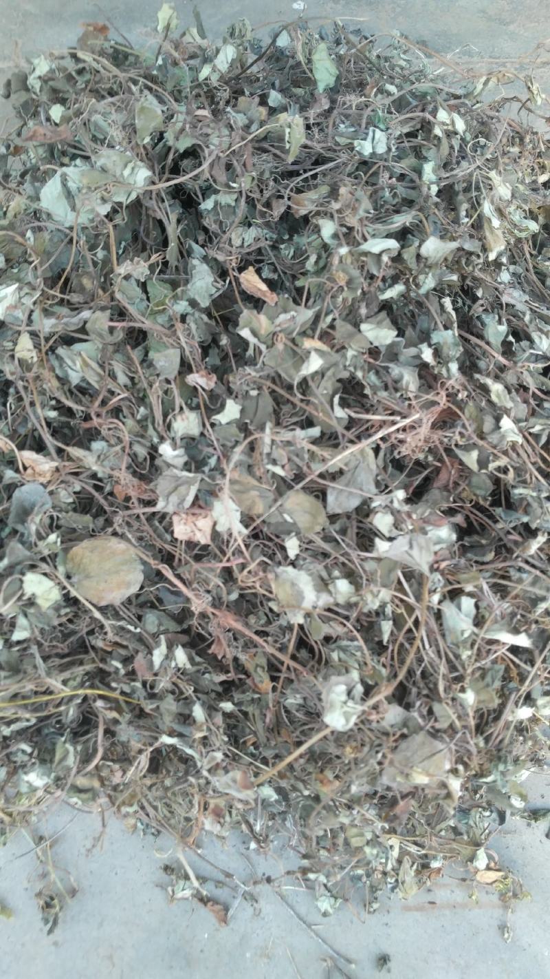 金钱草，四川地产野生大叶金钱草，筛选去杂干度好无霉
