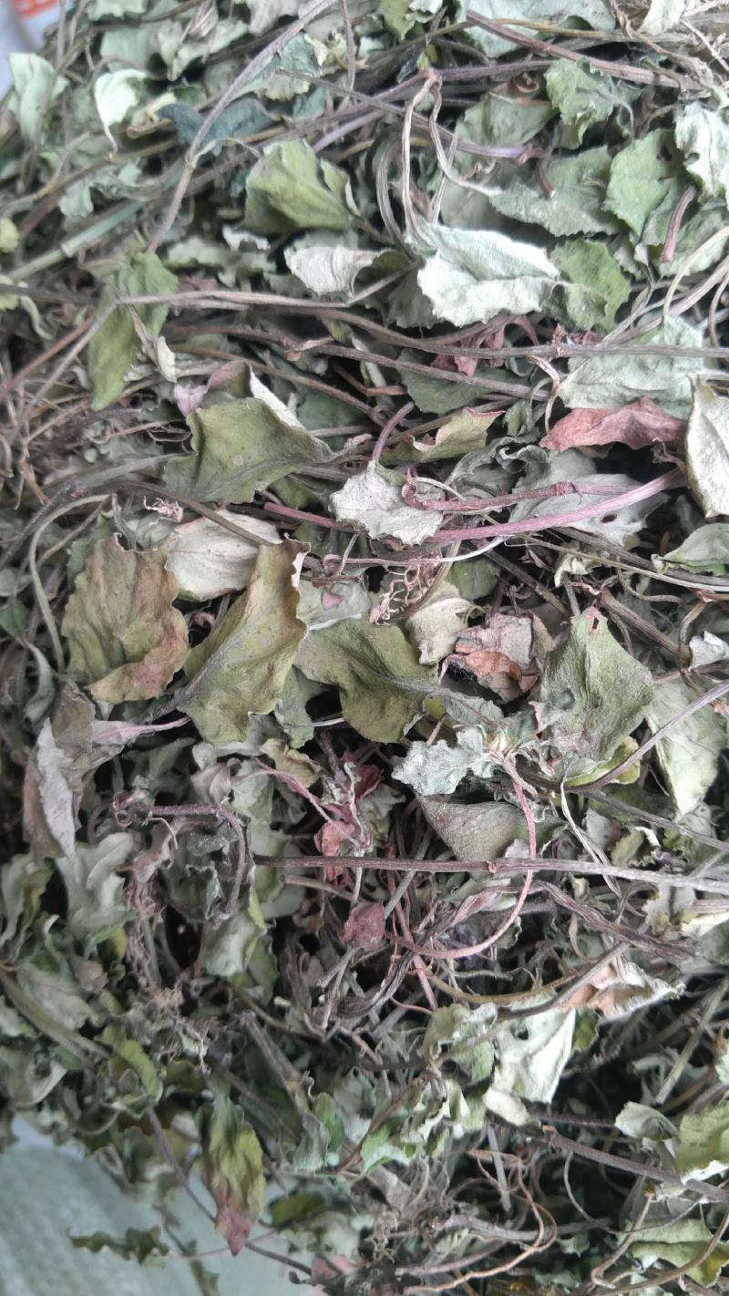 金钱草，四川地产野生大叶金钱草，筛选去杂干度好无霉