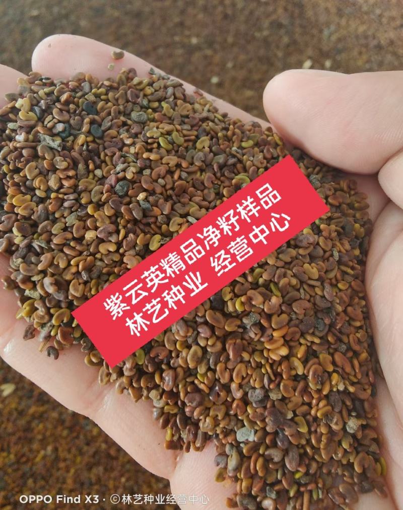 紫云英种子果园绿肥草种子红花草蜜源植物牧草草籽
