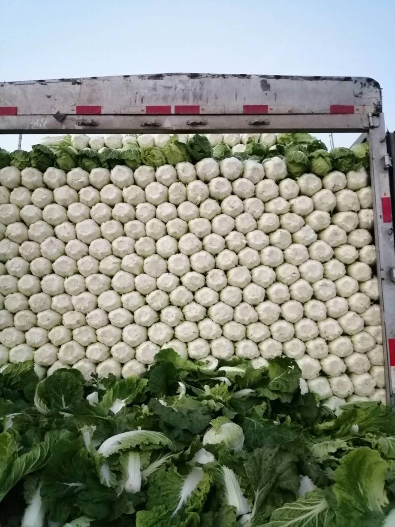 玲珑黄白菜，黄心大白菜