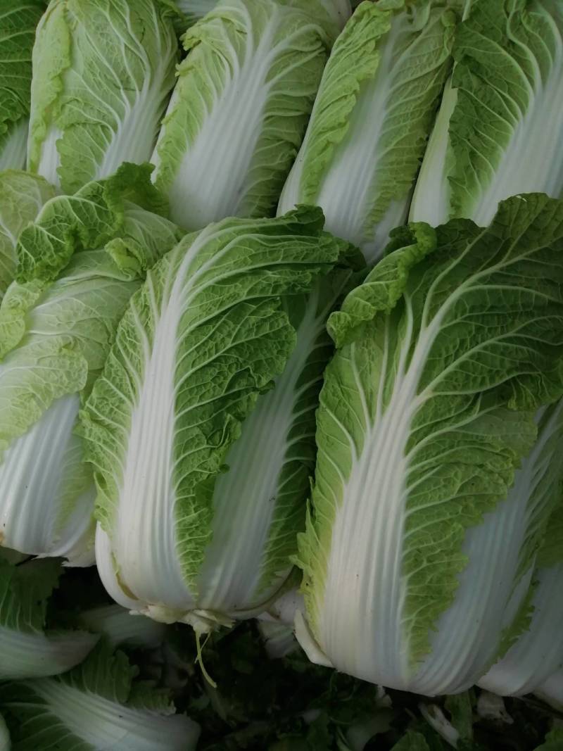 玲珑黄白菜，黄心大白菜