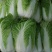 玲珑黄白菜，黄心大白菜