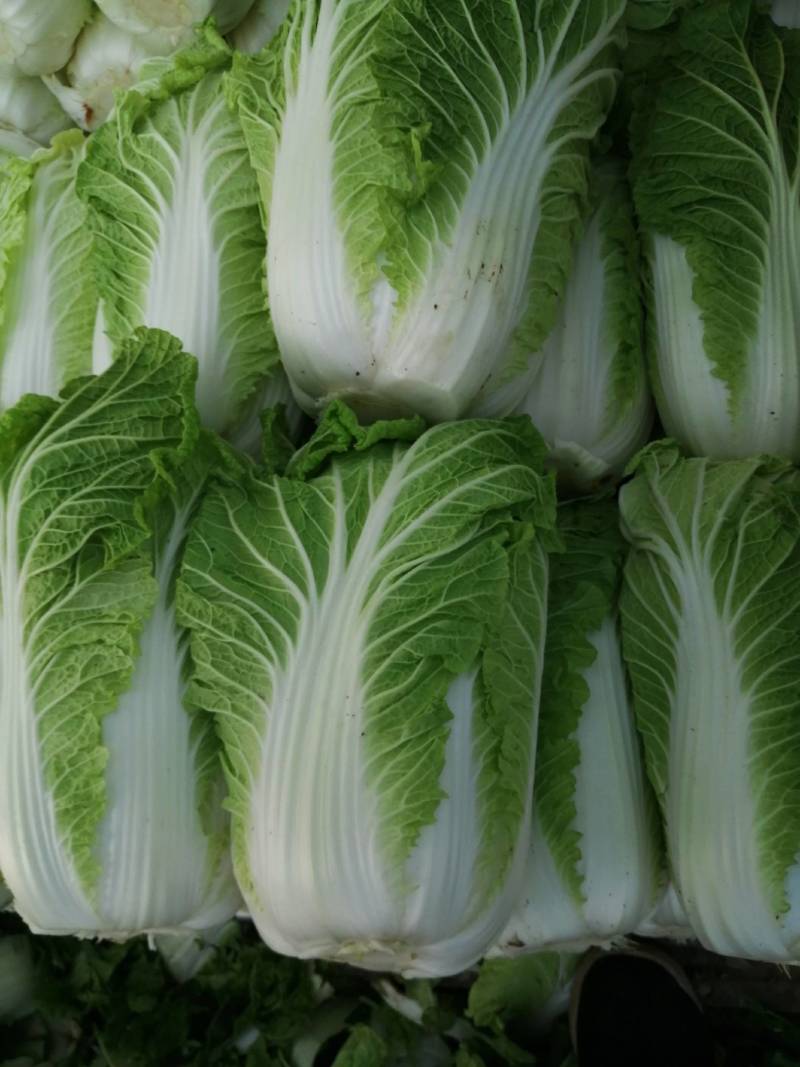 玲珑黄白菜，黄心大白菜