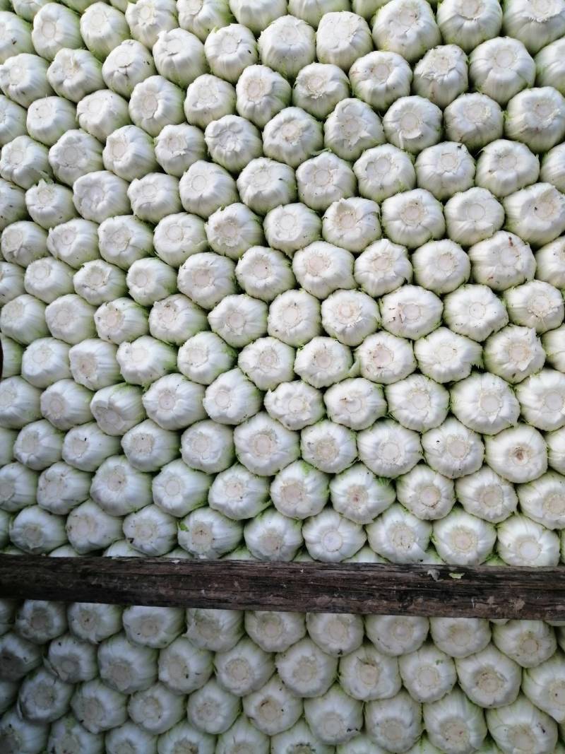 玲珑黄白菜，黄心大白菜