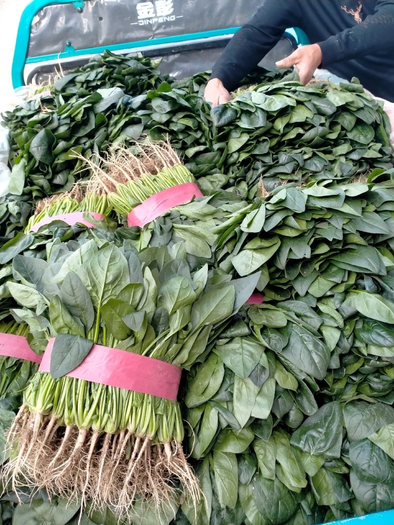 精品菠菜产地直供一手货源全国发货中