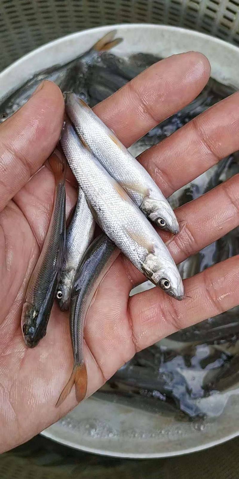 银雪鱼苗，淡水银鳕鱼苗银鳕鱼苗银鳕鱼苗大鳞鲃银鳕鱼苗淡水