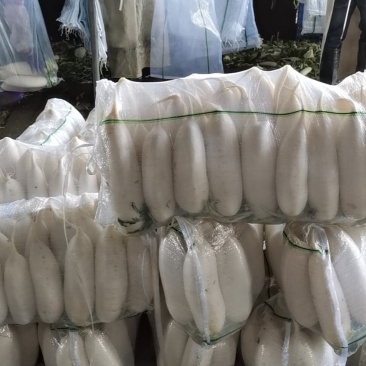 河北白萝卜大量上市，质量优良，
