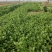 小叶香菜，铁杆青小叶香菜大量上市，欢迎洽谈合作
