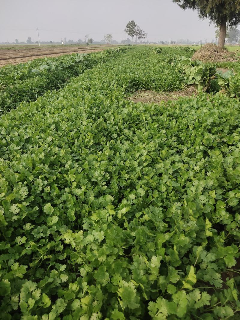 小叶香菜，铁杆青小叶香菜大量上市，欢迎洽谈合作