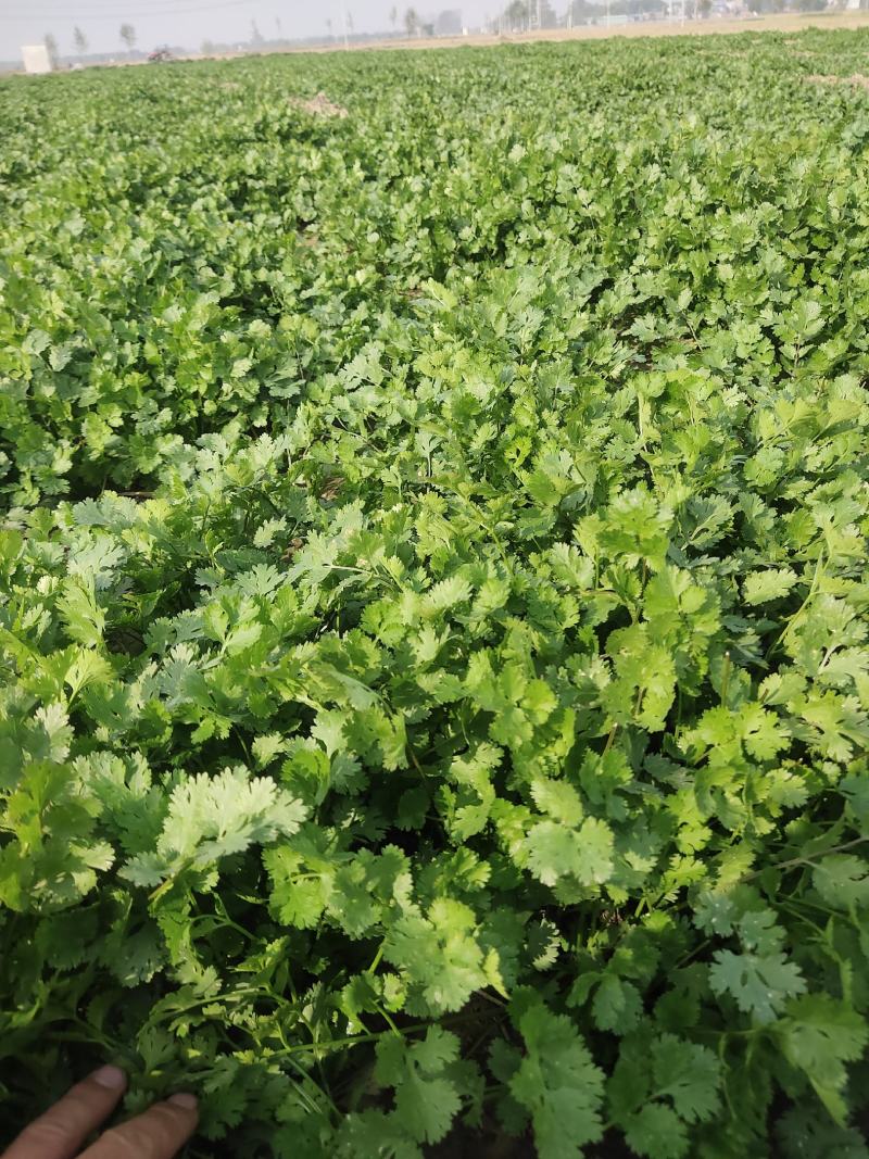 小叶香菜，铁杆青小叶香菜大量上市，欢迎洽谈合作