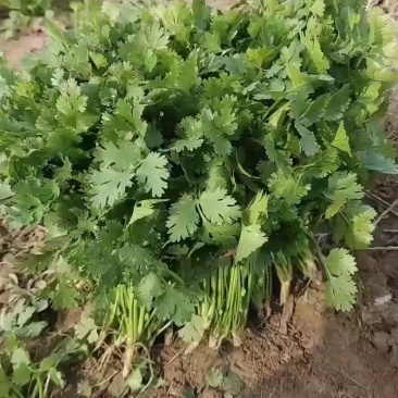 小叶香菜，铁杆青小叶香菜大量上市，欢迎洽谈合作