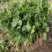 小叶香菜，铁杆青小叶香菜大量上市，欢迎洽谈合作