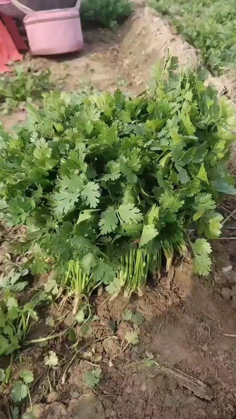 小叶香菜，铁杆青小叶香菜大量上市，欢迎洽谈合作