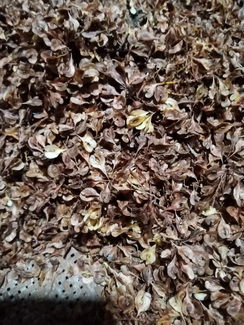 虎杖种子，驯化虎杖种子，出苗高。