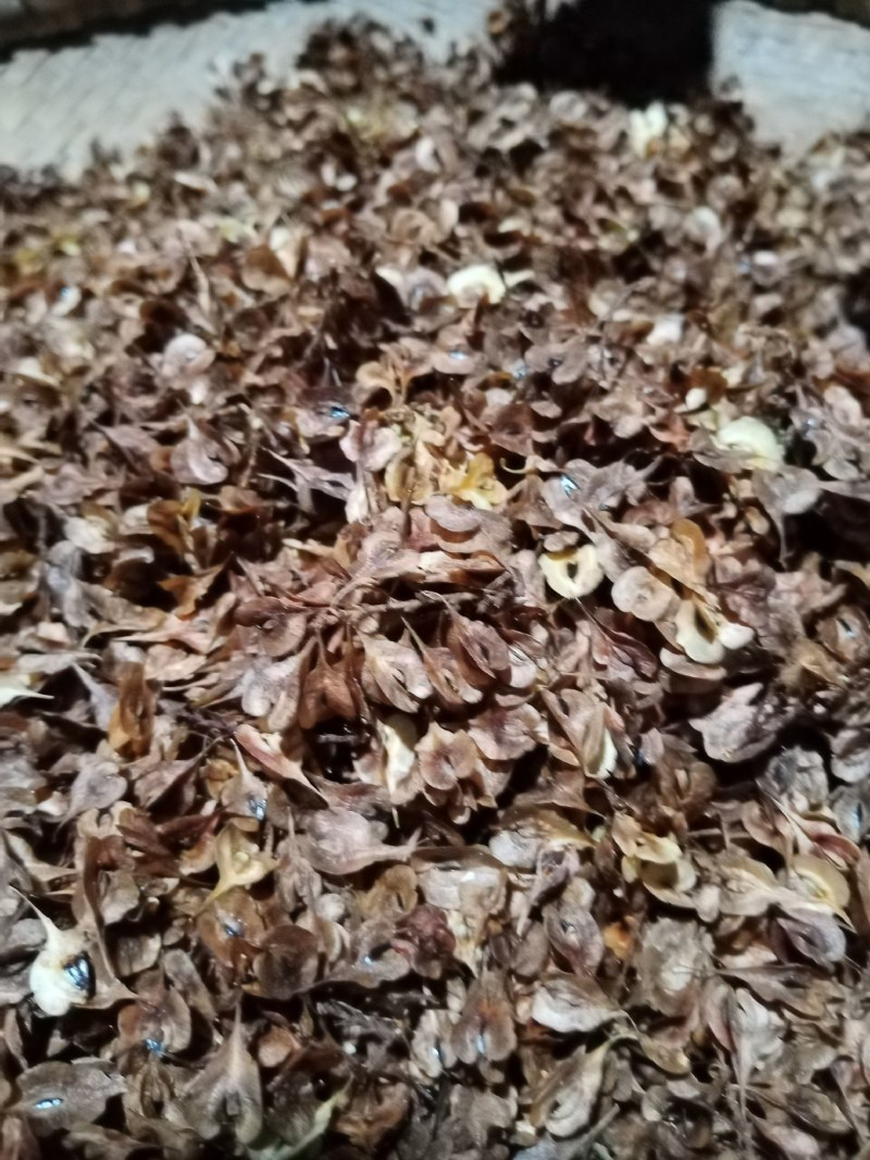 虎杖种子，驯化虎杖种子，出苗高。