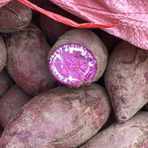 紫薯008加工薯