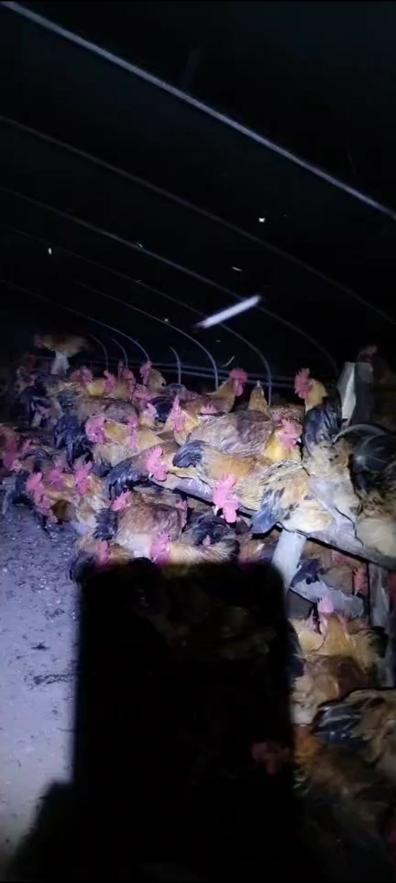 散养土公鸡土鸡公散养土鸡青脚公鸡品质保证